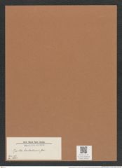 Pyxilla barbadensis Grev. (de-Toni-Nr.: Genus 164, Species 4264) Zeichnungen Sammlung Grunow Mappe 04245 (Herbarium_W_Grunow_drawings_Folder_04245)